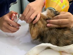 -伟伟宠物医院·CT影像中心·瑞派犬猫综合性门诊(汉口总院)