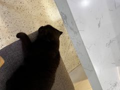 -喵园·猫主题咖啡厅·撸猫·猫咖(国贸店)