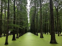 -渌洋湖湿地公园