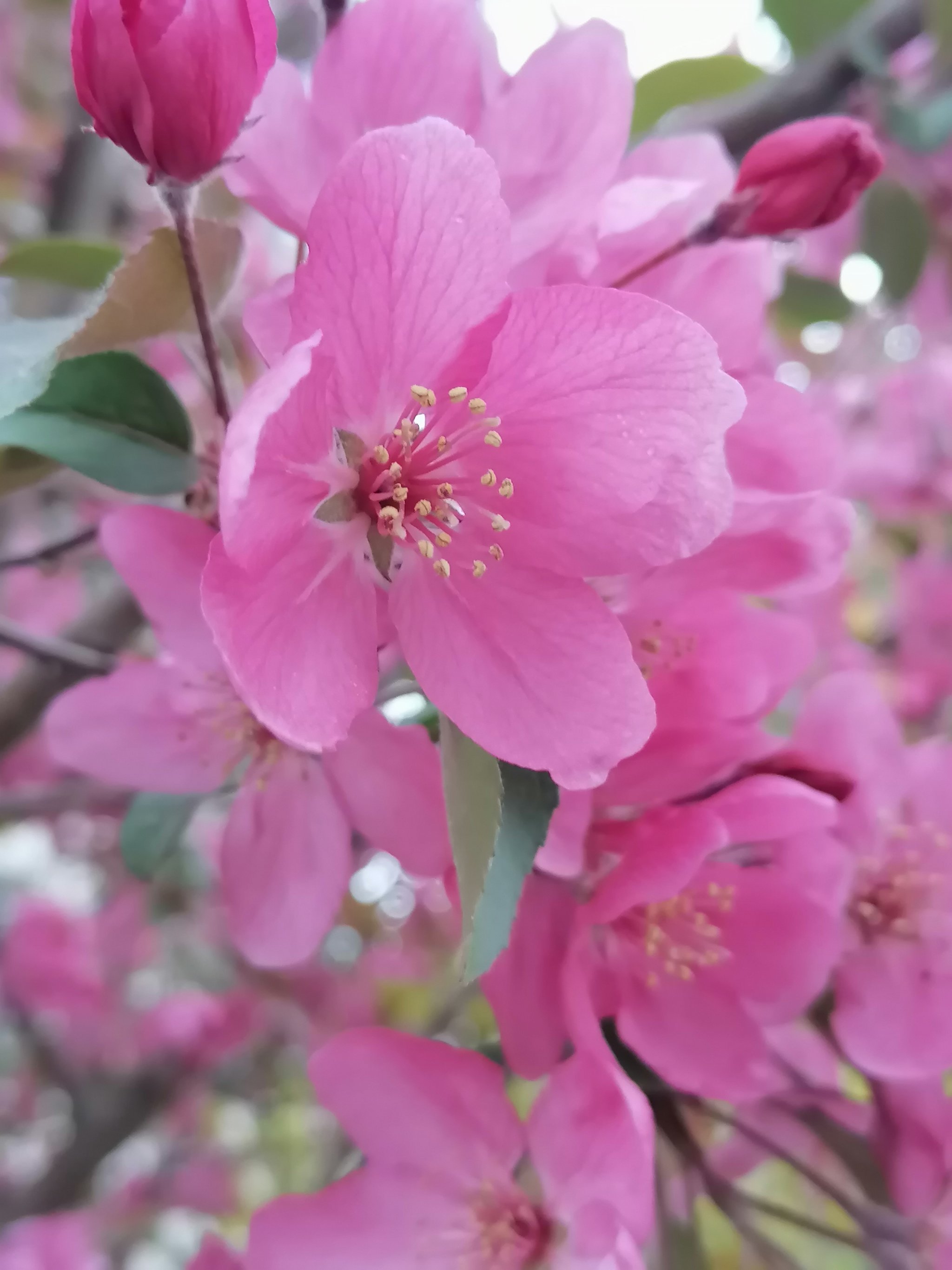 红宝石海棠开花图图片