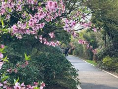 -桃花岛景观公园