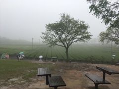 -雪绿茶博物馆