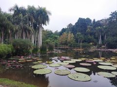 -中国科学院西双版纳热带植物园
