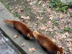 -都江堰中华大熊猫苑