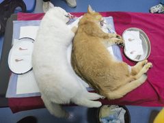 -pd派德宠物中心医院24H急重症·眼科中心·血液透析中心(嵩山北路店)