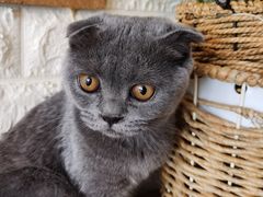 -平行世界·猫咖(首经贸店)