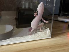 -酷以爬仙阁实体爬宠店·守宫·蜥蜴·专业繁育