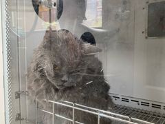 -宠颐生动物医院·心脏科·保险定点(锦阳分院)