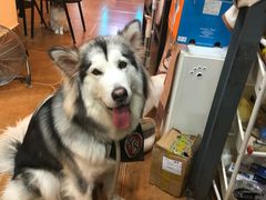 -李小姐の猫咖啡馆(五角场店)