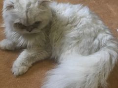 -猫猫幼稚园·撸猫·桌游·电玩