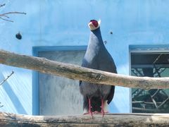 -青藏高原野生动物园