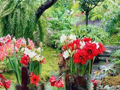 -深圳仙湖植物园