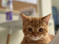 -爱诺耐芙动物医院(万博店)