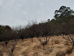 -南国桃园旅游度假区