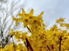 -永定河休闲森林公园