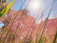 -嘉北郊野公园