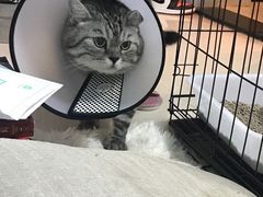 -伟伟宠物医院·瑞派猫友好医院·猫科(光谷店)