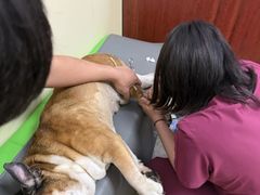 -美联众合动物医院·24h转诊中心