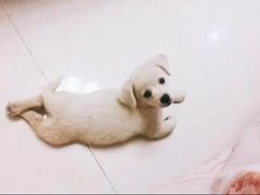 -佳雯宠物医院·皮肤科·内外科(春晓路分院)