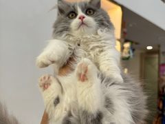 -钦宠·猫咪售卖·洗护·寄养(东圃旗舰店)