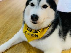 -Husky Go! 哈士奇体验馆·宠物咖啡厅狗咖