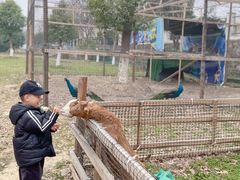 -中国扬子鳄村