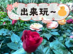 -花之城