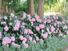 -上海辰山植物园