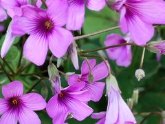 -苏州河梦清园环保主题公园