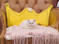 -关爱宠物医院·猫科中心·消化科(滨湖万达分院)