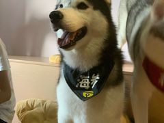 -Husky Go! 哈士奇体验馆·宠物咖啡厅狗咖