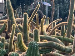 -南山植物园