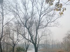 -贡湖湾湿地公园