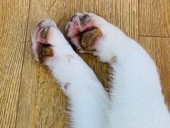 -Husky Go! 哈士奇体验馆·宠物咖啡厅狗咖