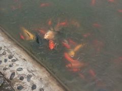 -白洋淀景区