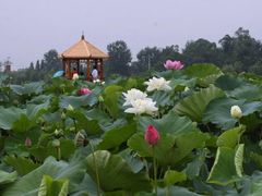 -三圣花乡旅游区