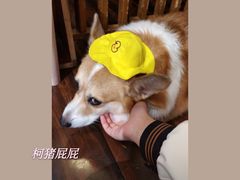 -豆柴町-柴犬主题狗咖(红鼎国际C座店)