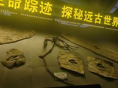 -诸城市恐龙博物馆