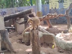 -深圳野生动物园