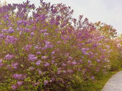 -群力丁香公园