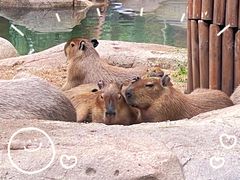 -北京野生动物园