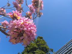 -荔枝公园(福田区)