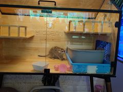 -平行世界·猫咖(首经贸店)