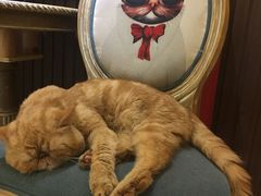 -more than meow吴止猫主题餐厅(承德 中船汇店)