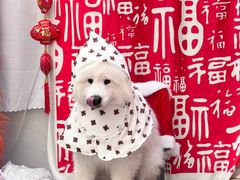 -星多哈·狗咖·拼豆·咖啡