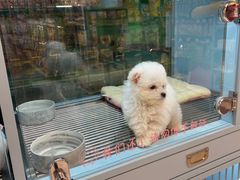 -FAELING PETS美天灵宠物(合生汇店)