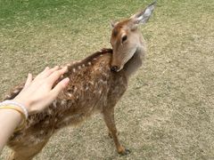 -金鸡湖桃花岛