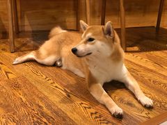 -柴务处·柴犬主题狗咖