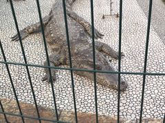 鳄鱼-中国扬子鳄村