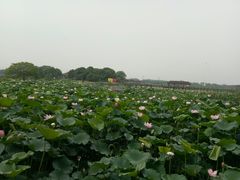 -荷塘月色湿地公园·向阳花洲